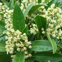 Skimmia 'Kew Green' fleur